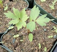 Gaea's Blessing Seeds - Lovage Seeds - Non-Gmo Seeds With Easy To Follow Planting Instructions - Open-Pollinated High Yield Heirloom 85% Germination Rate 1.67G #TOP3