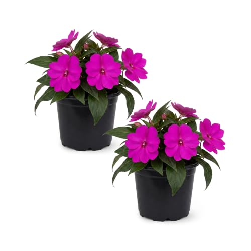 Live Flowering Sunpatiens - Purple (2 Plants Per Pack) Beautiful Annual Summer Color 10 Tall by 6 Wide in 1 Quart Pot