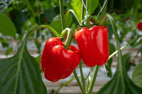 Image of Red Bell Pepper Seeds | Red Capsicum | Chilli | Mirchi for Home Gardening | Planting (Red Bell Pepper)