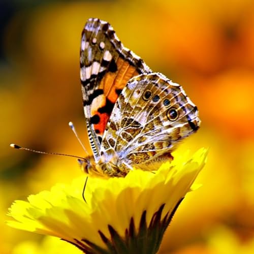 Lama Khyen, Lama Khyen