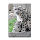 Snow Leopard Cub Custom Poster for Wall Decor Wildlife Animal Wall Posters Snow Leopard Wall Art Poster for Living Room Bedroom 12' x 16'