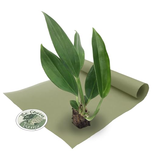 Raphidaphora Decursiva “Dragon Tail” Starter Plant