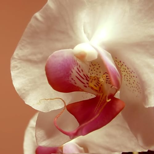 『Orchids』のカバーアート