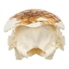 Real Nine-Banded Armadillo Skull A Quality Skull Only