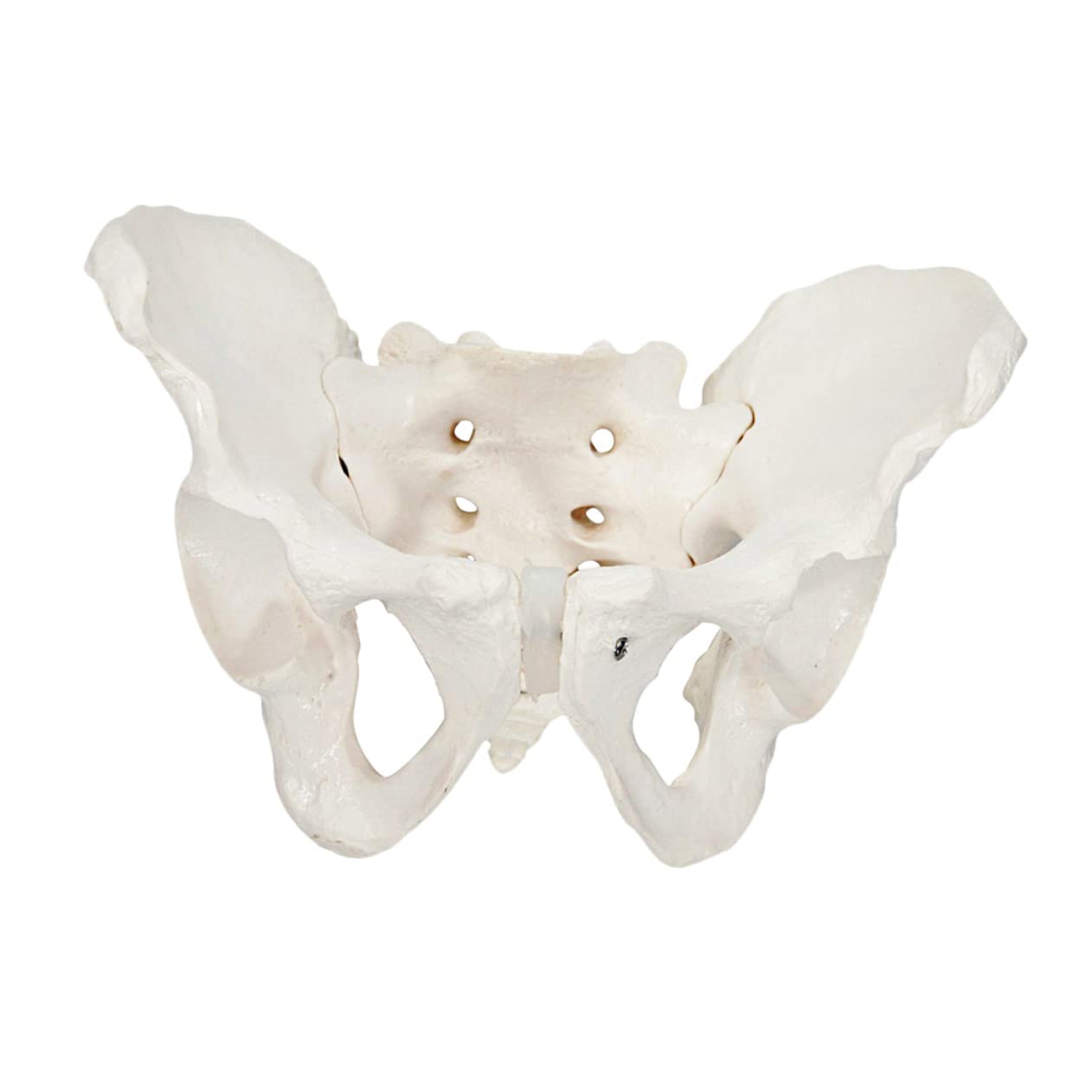 Buy ULTECHNOVO 1pc Female Pelvis Model Maniquine Male Mannequin Kids