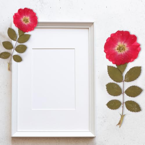 12 piezas de flores de rosa secas naturales y hojas prensadas miniatura 5