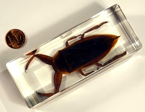 Image of 4.3 inch Giant Asian Water Bug in in Crystal Clear Lucite Resin Paperweight Specimen Preserved Insect Taxidermy Crafts Collection for Biology Science Education & Desk Ornament Display Supplies