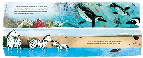 Yoshi, Sea Turtle Genius: A True Story about an Amazing Swimmer - Image 3