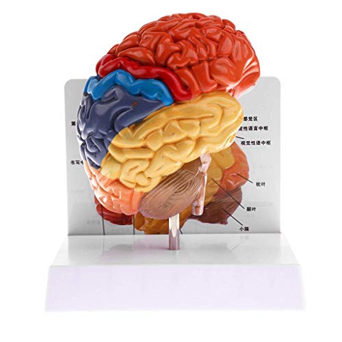 Modèle de tronc cérébral 3D pour débutant en médecine - 6