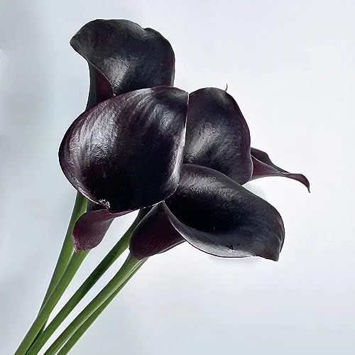 Calla Zwiebeln Seltene Farbe - Winterhart & Mehrjährig Für Garten & Zimmer