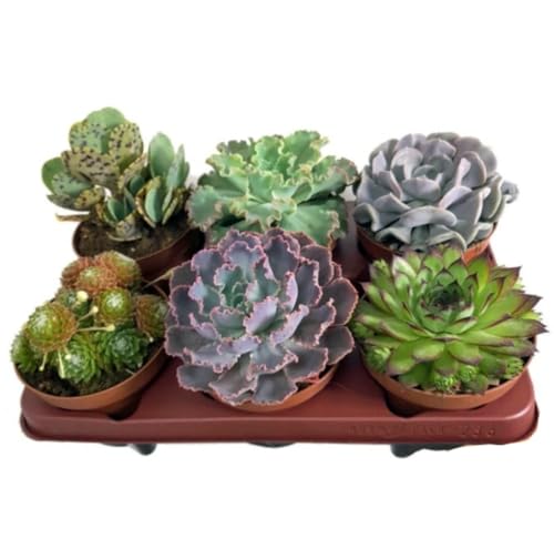 Pack de 6 Plantas Crasa, Mix de suculentas variadas. Mix de plantas Crasas, en maceta de 13 cm. Suculentas con hojas gruesas que almacenan agua, ideales para climas secos. Segura Garden.
