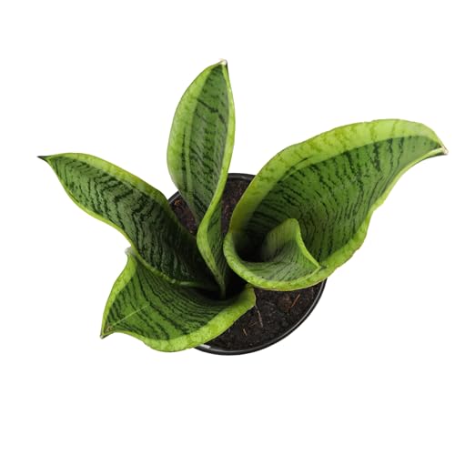 Altman Plants Sansevieria Laurentii Snake Plants (Approx. 10\" Tall) in White Planter, Variegated Snake Plant Decor, Easy Plant Gift & Desk Plant, Live Snake Plant Live Indoor with Pot, Air Purifying - Thumbnail 6