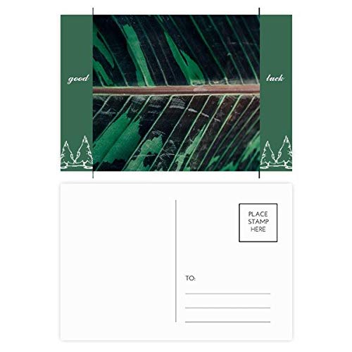 Carte postale Simpol feuille de bananier DIYthinker 20pcs photo nature pour correspondance
