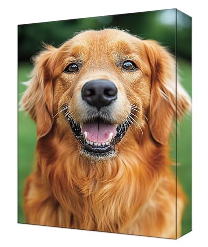 Peinture par numéro adulte animal chien pour décorer votre salon avec un tableau DIY