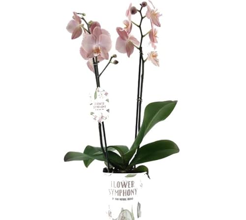 Orquídea Planta Natural de Interior de Grandes flores en Forma de Mariposa