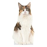 CAT - Calico CAT - Life Size Cardboard Cutout Standup People with Support Standee | Animals -
