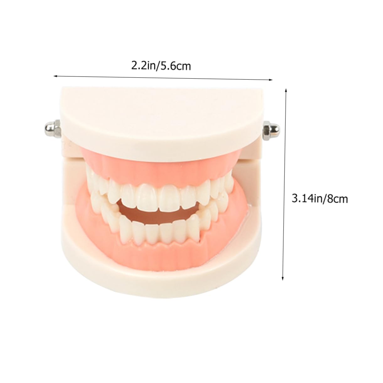 Modèle Éducatif de Soins Dentaires pour Garçon et Filles en Plastique Démonstration Technique de Brossage pour Apprentissage Bucco-dentaire Couleur Aléatoire