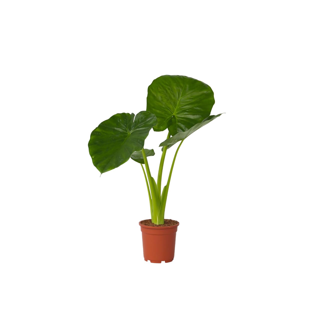Plant in a Box - Alocasia Odora - Hermosa Planta de interior verde - Maceta 17cm - Altura 55-75cm