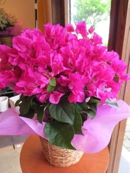 41KnGV4wFrL._AC_UF350,