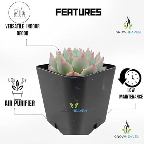Image of LIVE PLANTS (SMALL, LLXXMM)