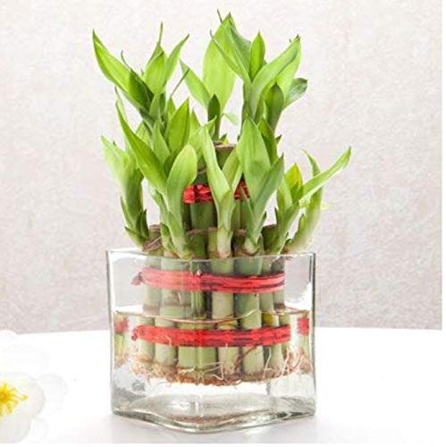 Real nature 2layer lucky bamboo plant in square glass pot (B07QCFTRQ5) Amazon Price History, Amazon Price Tracker
