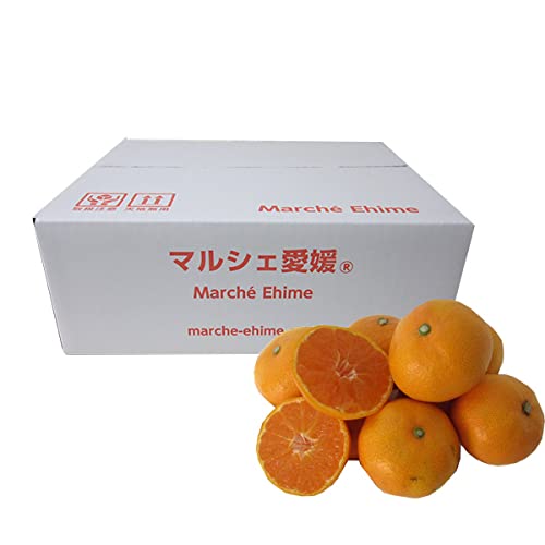 }VFQ Q݂ (G ̊ۂ݂ S[h痼 2L Gi)