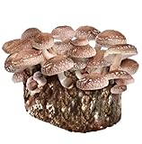 Sproushi Mushroom Growing Kit – Grow and Harvest Effortlessly with Sproushi in 10-14 Days | 4 LBS (Shiitake, 1x)