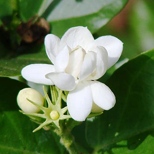 Arabian Jasmine Seeds Jasminum Sambac Fragrant Fast Growing Evergreen Climbing Shrub Ornamental Containers Bed Border Patio Garden Outdoor 50Pcs Flower Seeds By Yegaol Garden #TOP5