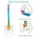 NLShan 34.6'' Full Size Human Spine Skeleton Model, Colored Anatomical Spine Model with All Nerves, Arteries, Lumbar Column, Removable Femur, Realistic Vertebra Model for Teaching, Study and Display