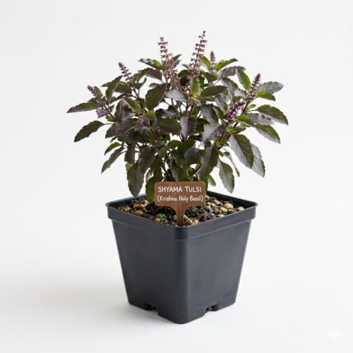 Image of Krishna Shyama Tulsi Live Plant with Pot | Black Holy Basil Ayurvedic Medicinal Herb Plant | Sacred Pooja Tulsi for Home Temple Balcony Garden Indoor Outdoor Decor | Pack of 1