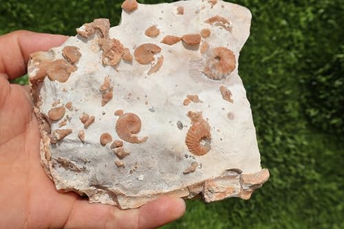 Image of Douvilleiceras & Gastropods Plate Cretaceous Fossils Fossils from Morocco Fossil Rock Ammonites Fossil A204
