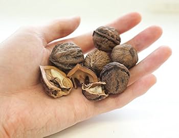 Amazon.co.jp: クルミ：オニクルミ（鬼グルミ）4～5号ポット