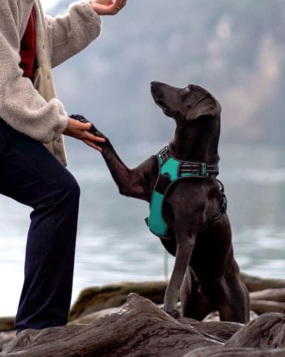 Joytale Hundegeschirr mittelgroße Hunde, reflektierendes Geschirr Hund,luftdurchlässige Hundegeschirr, verstellbares Brustgeschirr mit Griff beim Führen und Training, Türkis, M