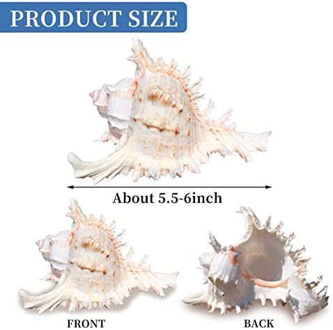 Large Natural Sea Shells, Huge Ocean Conch 14-15cm Jumbo Seashells Perfect for Wedding Decor Beach Theme Party, Home Decorations,DIY Crafts, Fish Tank and Shell Collectors (A-1PCS)