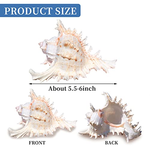 SKOOLOVE Large Natural Sea Shells 15-17CM Huge Ocean Conch Jumbo Seashells Perfect for Wedding Decor Beach Theme Party Home Decorations,DIY Crafts - Image 4