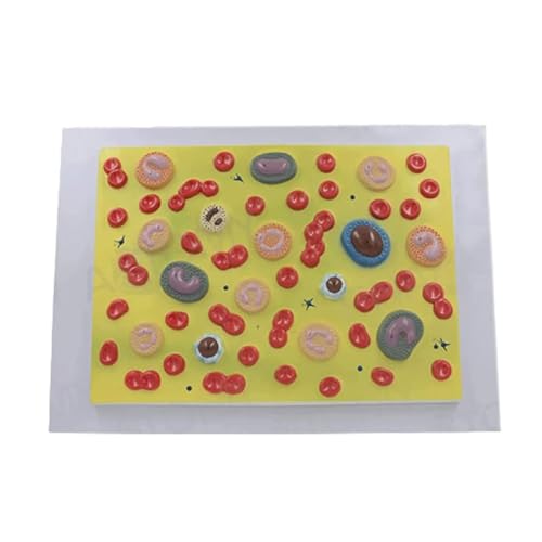 Modelo de células sanguíneas humanas, Modelo anatómico Tridimensional glóbulos Rojos y Blancos con Aumento 2000X for educación médica