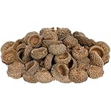 Tofficu 50stücke Natürliche Eichelschalen Trockeneichel-ornament -handwerk Vase -füller...