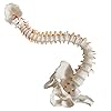 Modello di colonna vertebrale flessibile a grandezza naturale, 33 pollici (85 cm) con midollo spinale flessibile, vertebre, nervi, arterie, lombare, bacino e supporto