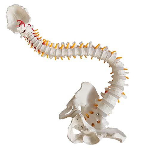 Flexibles Wirbelsäulenmodell in Lebensgröße, 33 Zoll(85cm) männliches anatomisches Wirbelsäulenmodell mit biegsamem Rückenmark, Wirbeln, Nerven, Arterien, Lendenwirbelsäule, Becken und Ständer