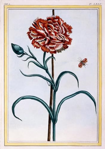 Tableau œillet de Pierre Buchoz SERENDIPITP 60x90cm pour déco de chambre