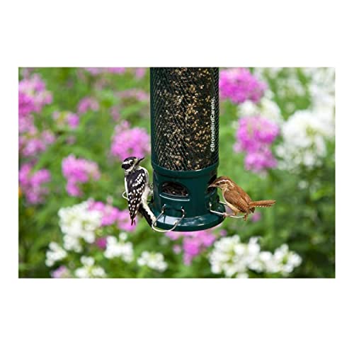 Squirrel Buster Legacy Squirrel-Proof Bird Feeder W/4 Metal Perches, 2.6-Pound Seed Capacity #TOP3