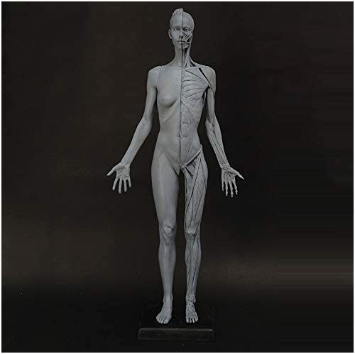 Figura Anatomica Femminile da 23,6 Pollici - Modello osseo Muscolare Umano in Materiale di Resina - Modello osseo Muscolare anatomico Umano - per Studio di Disegno di artisti Medici, A