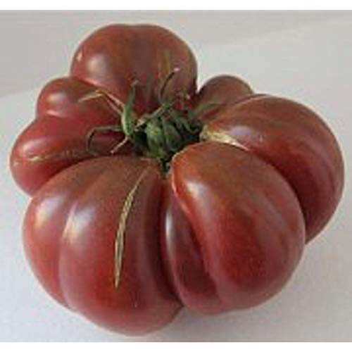 Purple Calabash Tomato Seeds 100 Seed Packet