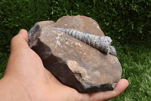 Image of Natural Orthoceras Fossil Plate from Devonian Period Fossil from Morocco A264