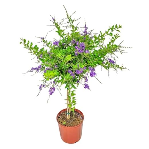Duranta Tree Purple Showers - Live Plant
