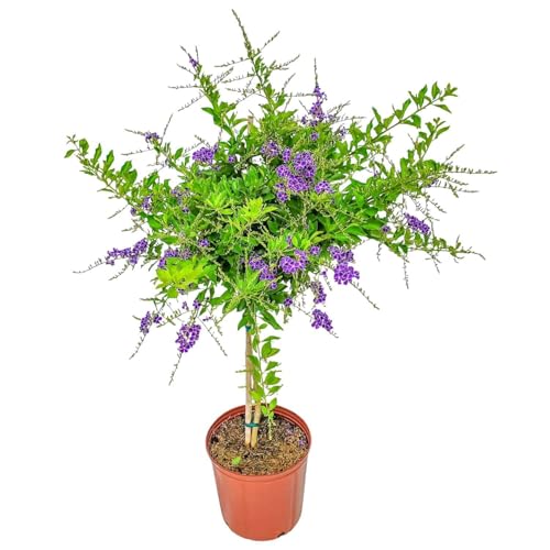 Duranta Tree Live Plant - Purple Showers - Overall Height 36' to 42' - Tropical Plants of Florida...