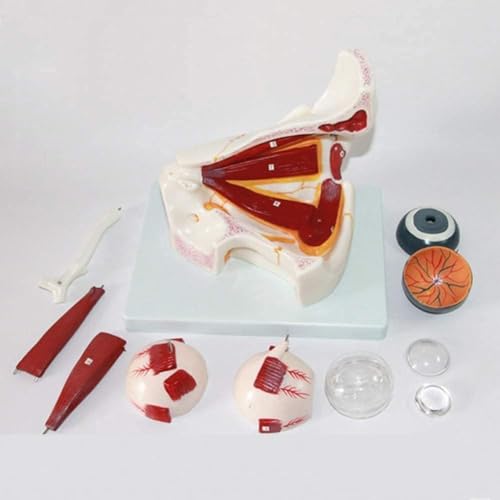 Modèle pédagogique médical pour l'anatomie du globe oculaire et cours de sciences - 4