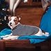 TOYANDONA Pet Bathrobe for Dogs and Cats Fast Drying Grooming Towel Full Coverage Design Lightweight and for Small and Large Pets