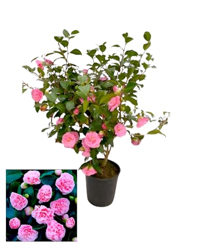 Image of Double Petal Pink Camellia Flower Live Plants (Without Pot)| Most Beautiful Live Plant| Ideal for Home Gardening Outdoor and Indoor Planting | Natural and Organic