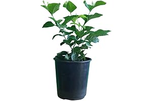 American Plant Exchange Sweet Jasmine Plant In 6 Inches Glossy Pot, Bear...